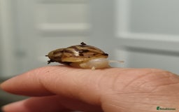 Snails invertebrates for sale: Tiger Stripe Albino Giant African Land Snails - Image 4