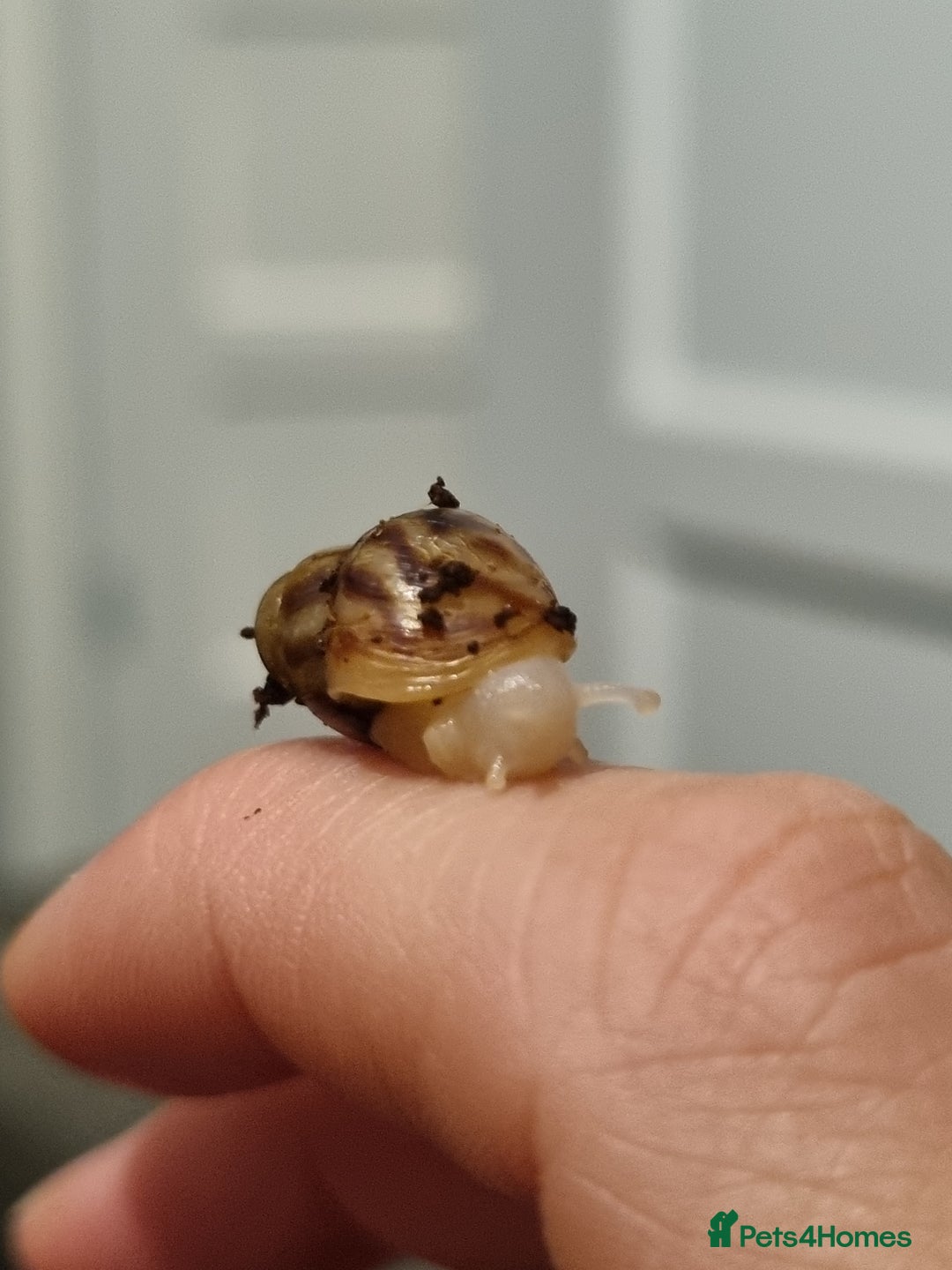 Snails invertebrates for sale: Tiger Stripe Albino Giant African Land Snails - Image 4