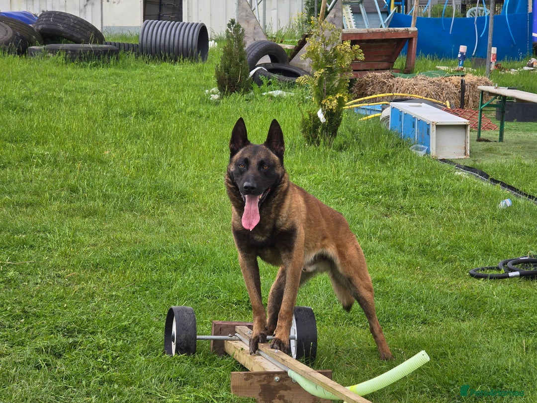Belgian Shepherd Dog dogs for stud: CHANCE MR3 Vice Champion PSA2 at STUD - Advert 22
