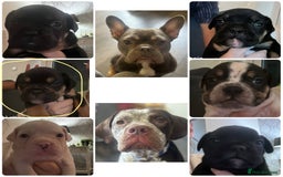 Mixed Breed dogs for sale: Dog for sale! - Image 3