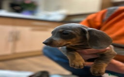 Miniature Dachshund dogs for sale: Stunning rainbow litter mini dachshunds - Advert 28