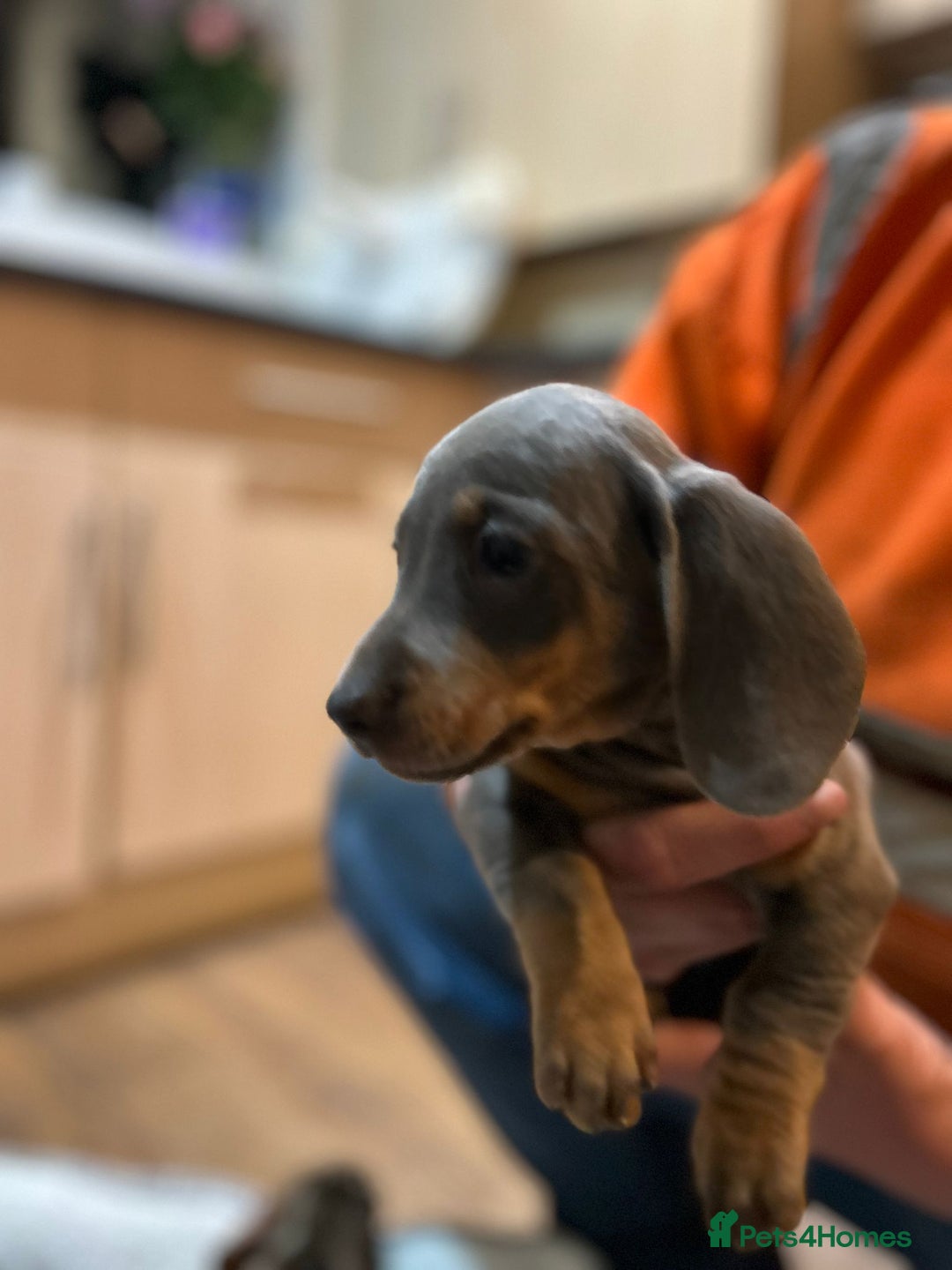 Miniature Dachshund dogs for sale: Stunning rainbow litter mini dachshunds - Advert 28