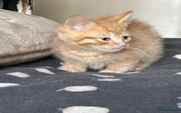 Mixed Breed cats for sale: Kittens - Image 5