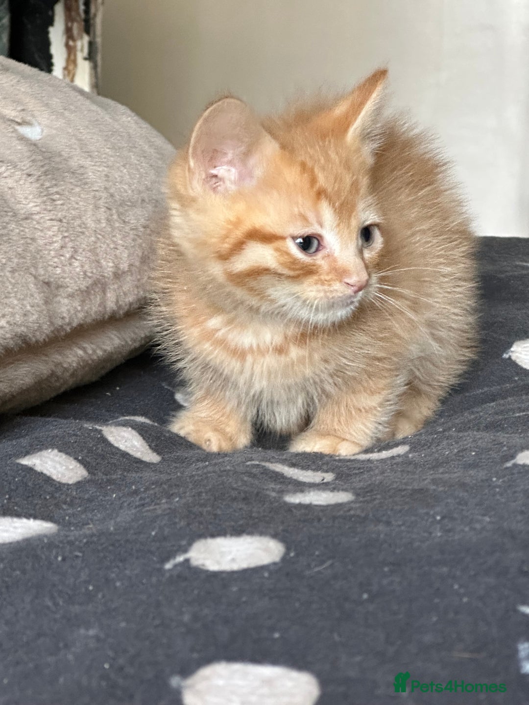 Mixed Breed cats for sale: Kittens - Image 5