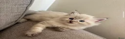 Ragdoll cats for sale: ✨ READY SOON ✨ Ragdoll Siberian Kittens - Advert 34