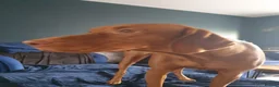 Hungarian Vizsla dogs for sale: Hungarian Vizsla Puppies - Coming Soon! - Advert 2