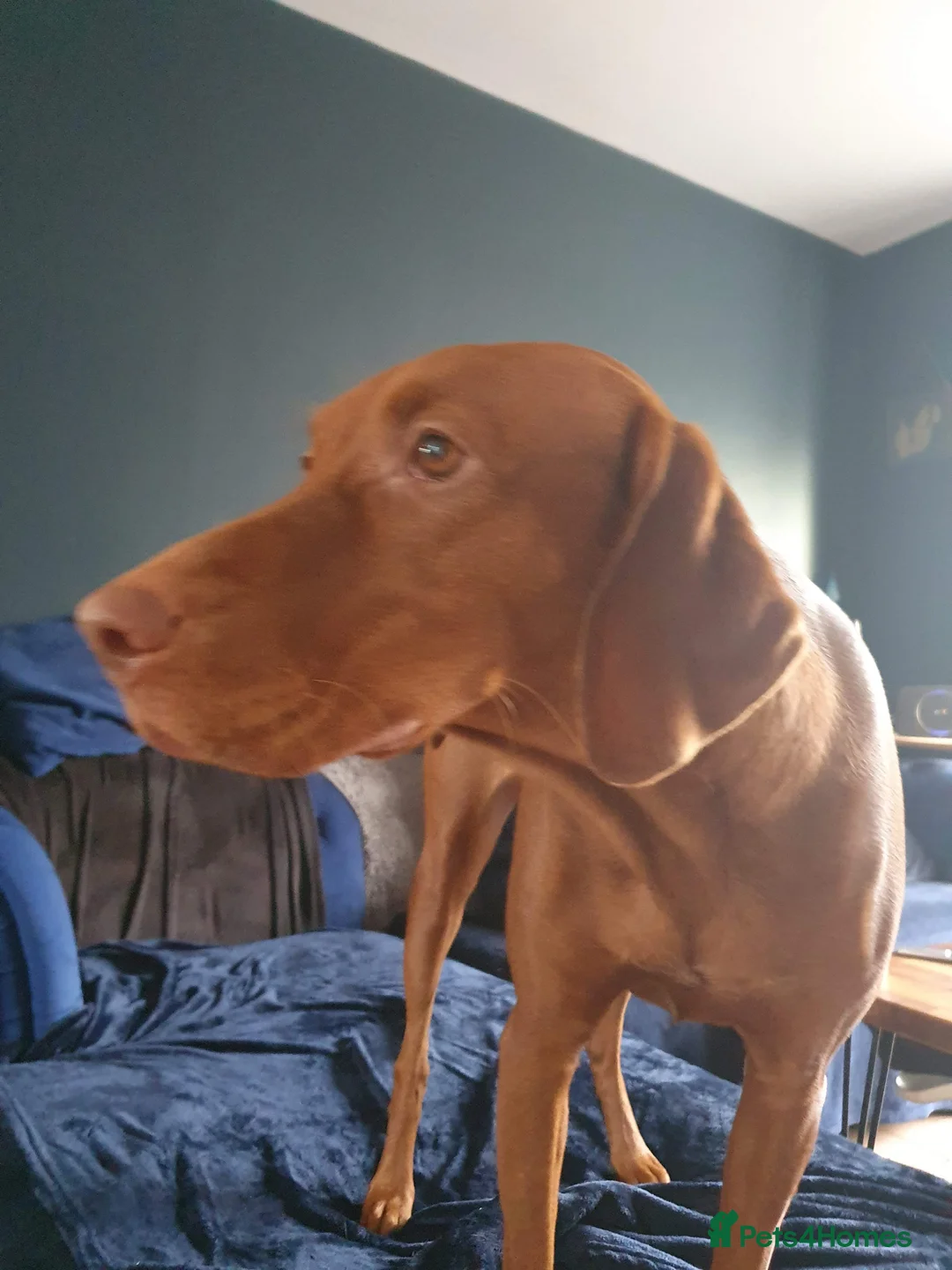 Hungarian Vizsla dogs for sale: Hungarian Vizsla Puppies - Coming Soon! - Advert 2