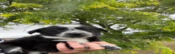 Border Collie dogs for sale: Fantastic Rough Coated Border Collies - Advert 11