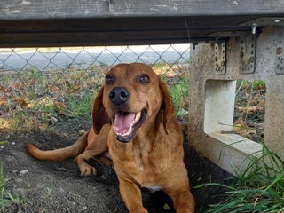 Mixed Breed dogs Beanie Boy, 3-4 yrs old. Available for adoption. - Advert 5