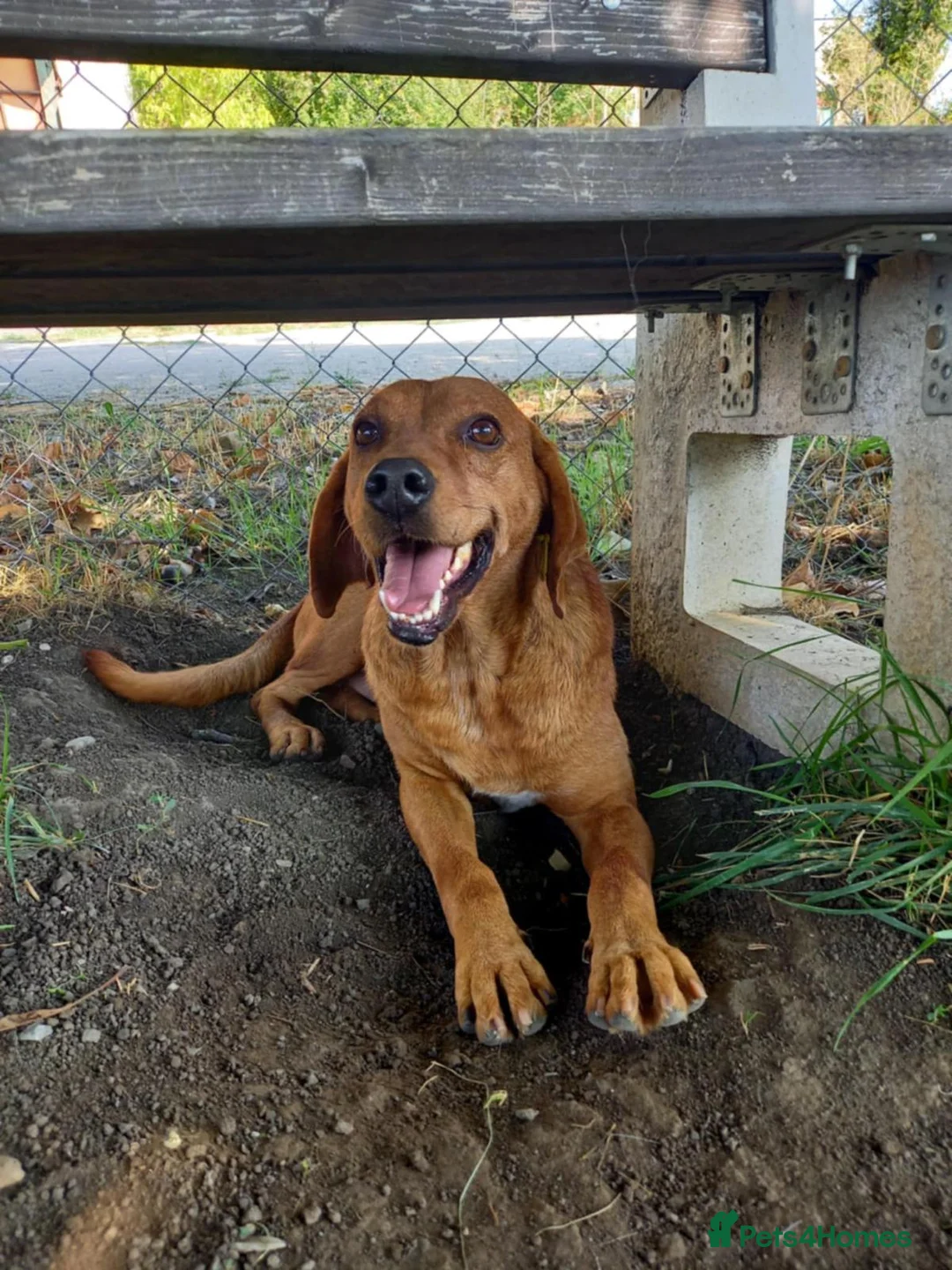 Mixed Breed dogs for adoption: Beanie Boy, 3-4 yrs old. Available for adoption. - Advert 1