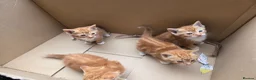 Mixed Breed cats for sale: Ginger girls and tortashell Kittens male & female  in Beaworthy - Advert 13