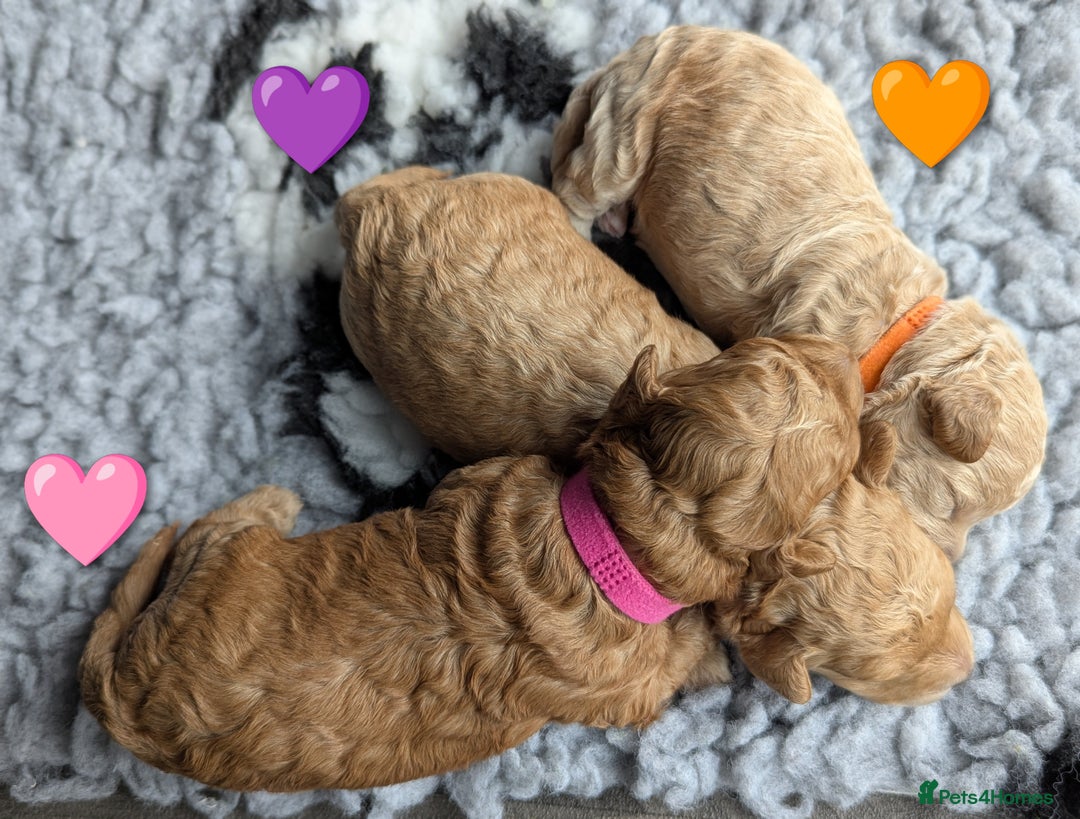 Poochon dogs for sale: 🐾 Adorable F1b Poochon Puppies - Ready November🐾 - Image 2