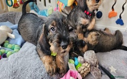 Dachshund dogs for sale: Outstanding Standard Wire haired Dachshund puppies - Image 24