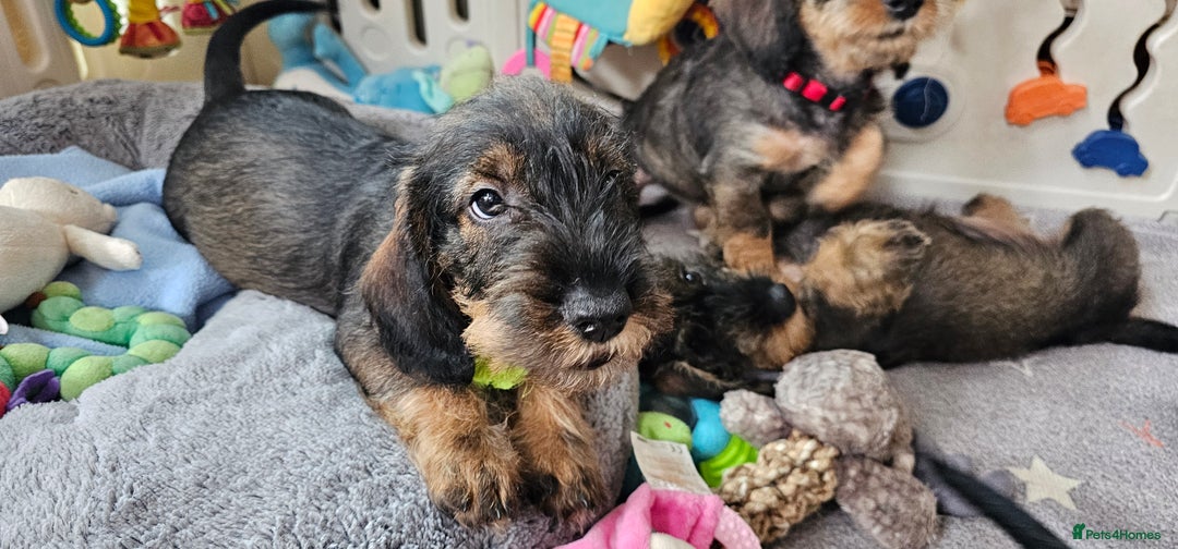 Dachshund dogs for sale: Outstanding Standard Wire haired Dachshund puppies - Image 24
