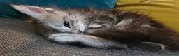 Maine Coon cats for sale: 3 beautiful maincoon kittens  - Advert 5