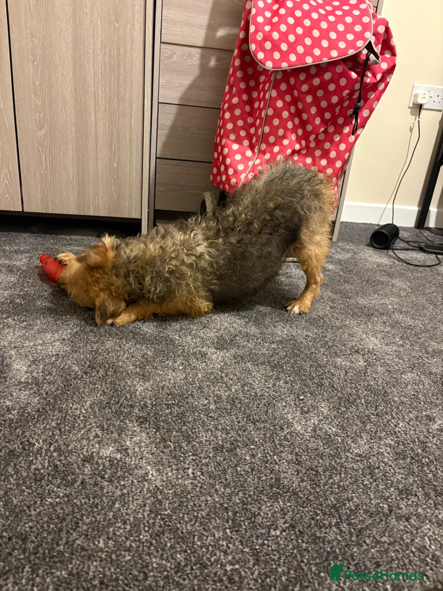 Mixed Breed dogs Terrier cross for sale  - Advert 3