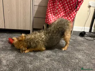 Mixed Breed dogs Terrier cross for sale - Advert 3