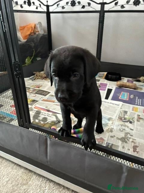 Labrador Retriever dogs Super Pedigree Labrador Puppies - Advert 18