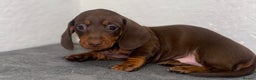 Dachshund dogs for sale: Beautiful Dachsund puppies READY TO LEAVE  - Advert 2