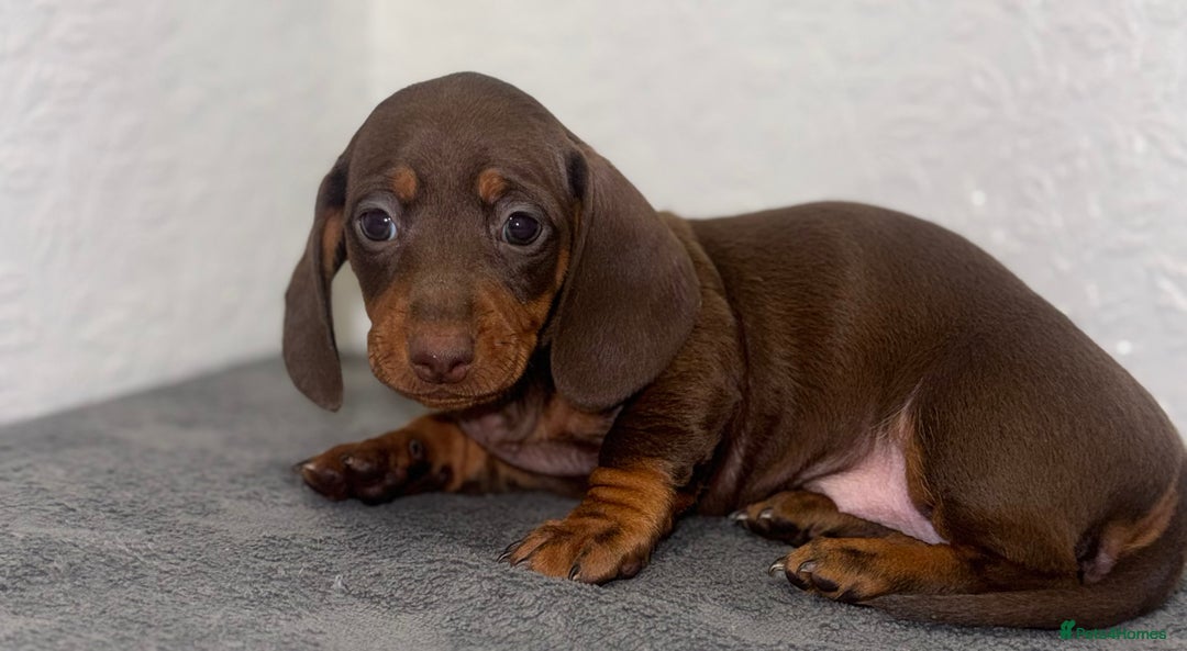Dachshund dogs for sale: Beautiful Dachsund puppies READY TO LEAVE  - Advert 2