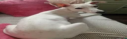 Whippet dogs for sale: Parti Whippet Puppies  in Shepton Mallet - Advert 9