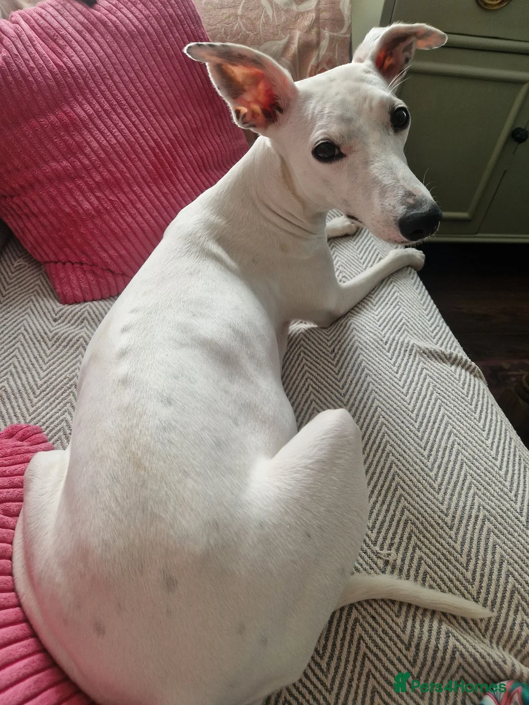 Whippet dogs for sale: Parti Whippet Puppies  in Shepton Mallet - Advert 9
