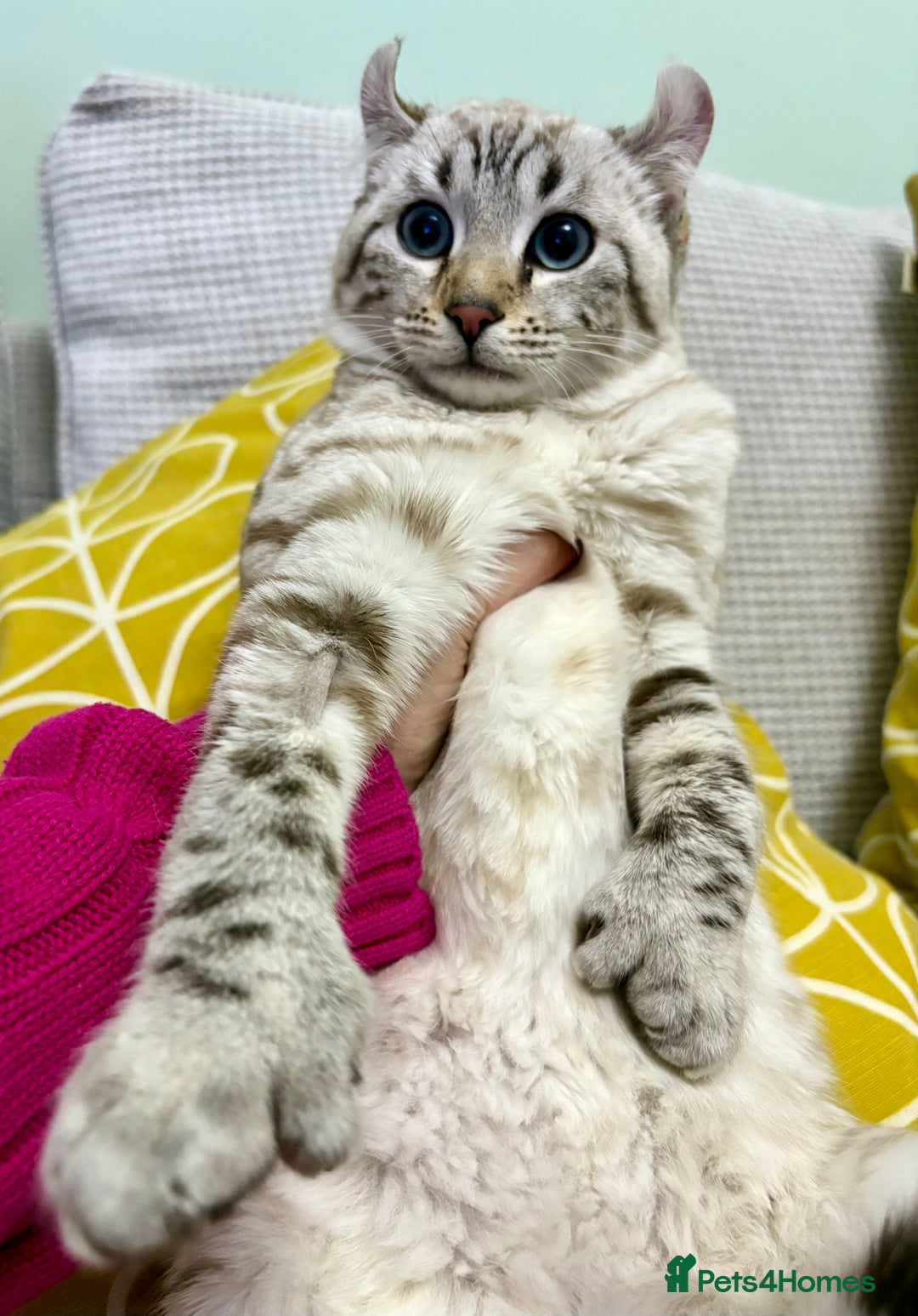 Keetso cats for sale: Super wild looking poly curled eared leopard  - Advert 12