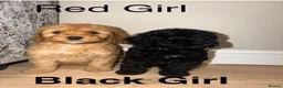 Cockapoo dogs for sale: Beautiful litter of show cockerpoo puppies  - Advert 4