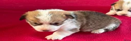 Welsh Corgi Pembroke dogs for sale: Welsh Pembrokeshire corgi puppies in Chester - Advert 7