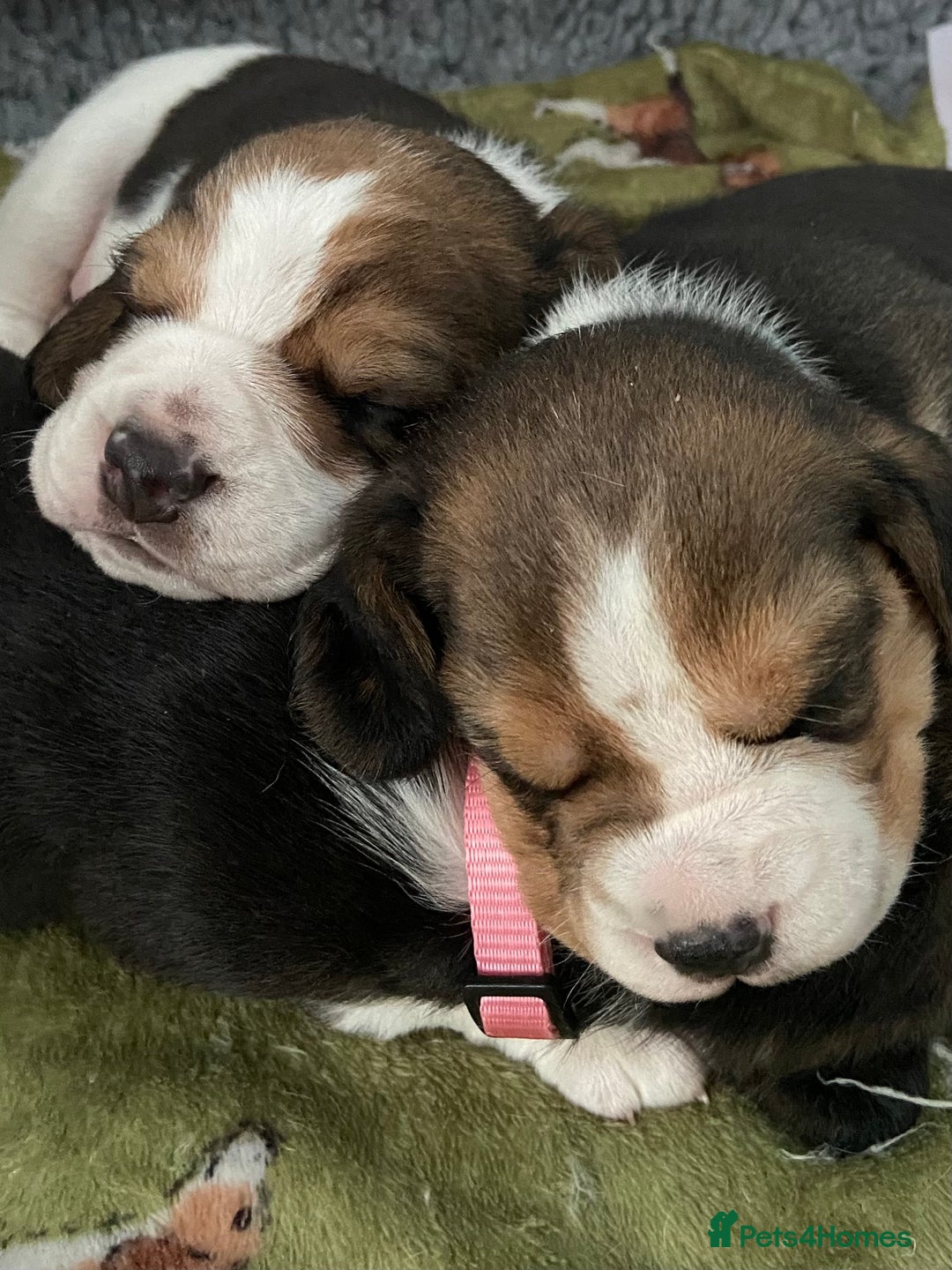 Beagle dogs for sale: KC Registered Beagle Puppies - Image 10