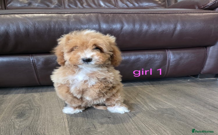 Cockapoo dogs - Advert 8