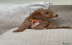 Cavapoo dogs for sale: F1b Cavapoos - Image 6