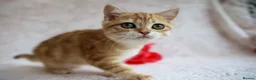British Shorthair cats for sale: 💙British shorthair ready now🩷 - Advert 5