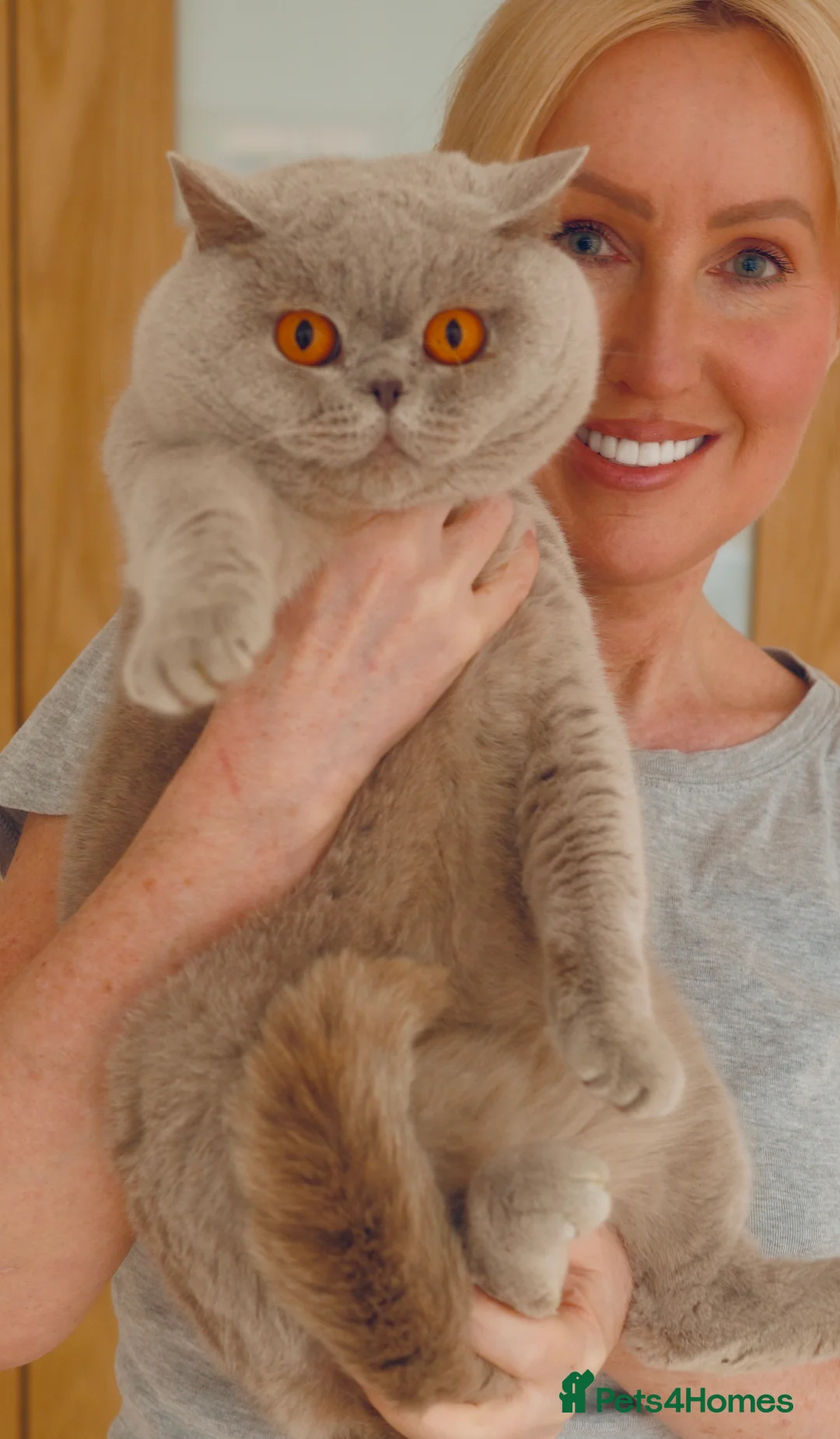 British Shorthair cats for sale: 4 BSH adults and one kitten GCCF registered  - Advert 5