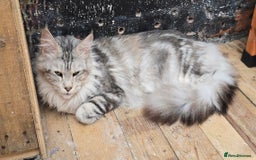 Maine Coon cats for sale: Maine Coon Black Silver Russian Lines - Image 9