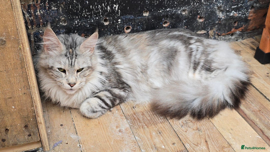 Maine Coon cats for sale: Maine Coon Black Silver Russian Lines - Image 9