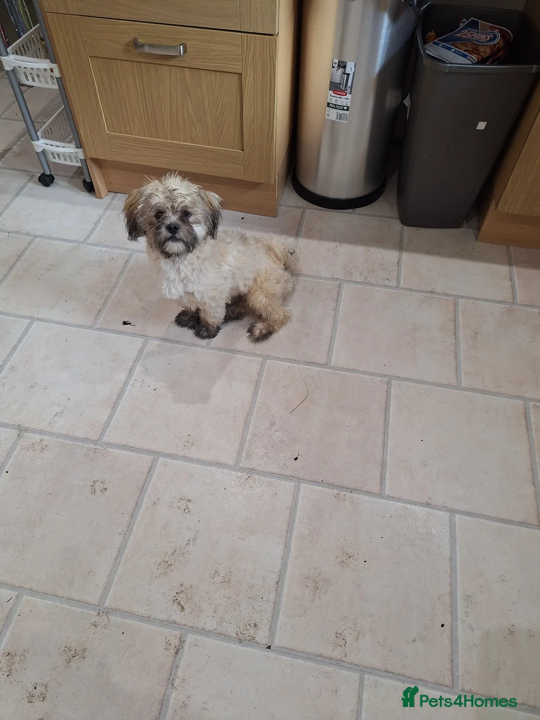 Lhasa Apso dogs for sale: Male Lhasa Apso - Advert 2