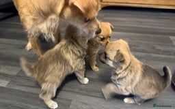 Mixed Breed dogs for sale: 3 puppy’s ready in Less than 4 weeks  - Image 9