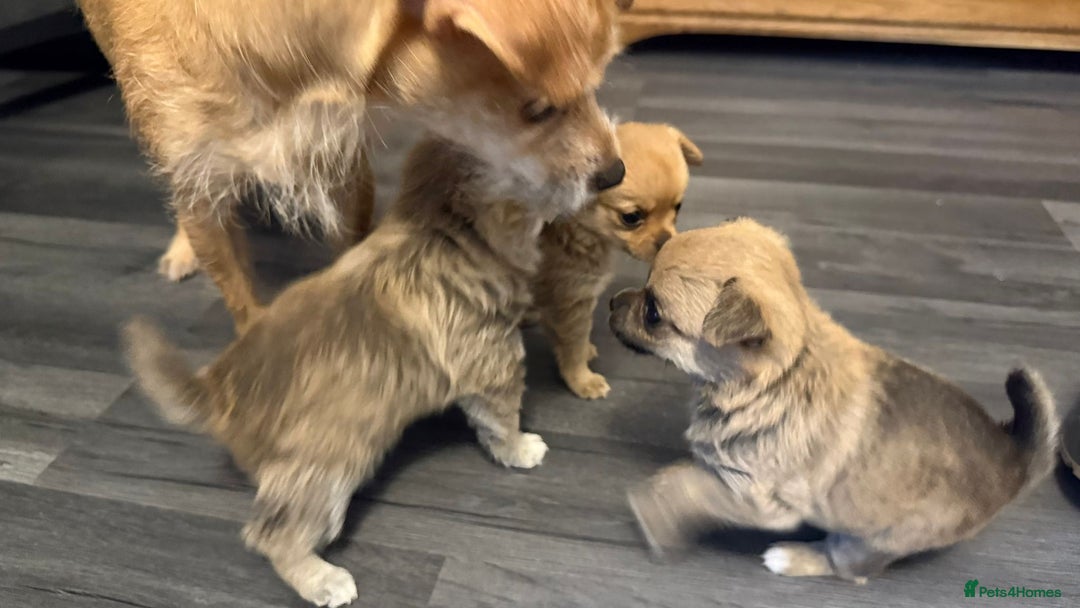Mixed Breed dogs for sale: 3 puppy’s ready in Less than 4 weeks  - Image 9