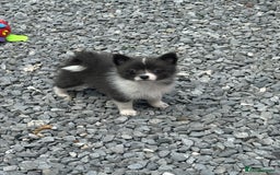 Pomsky dogs for sale: Adorable small f3 Pomsky puppies for sale  - Image 19