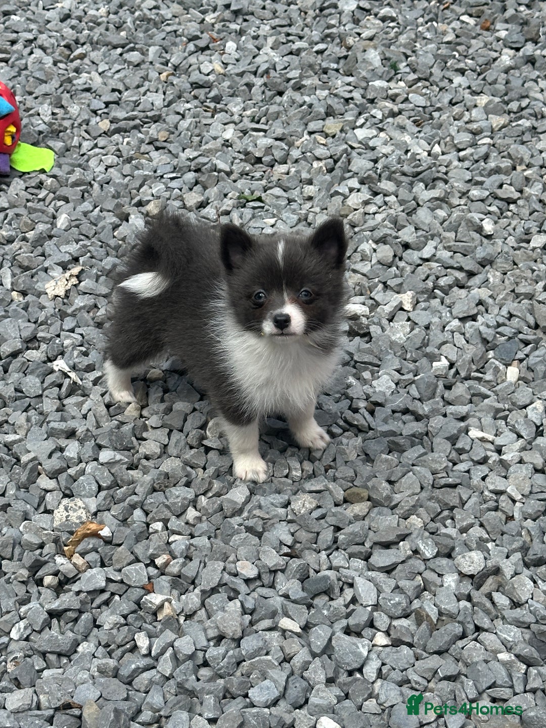 Pomsky dogs for sale: Adorable small f3 Pomsky puppies for sale  - Image 19