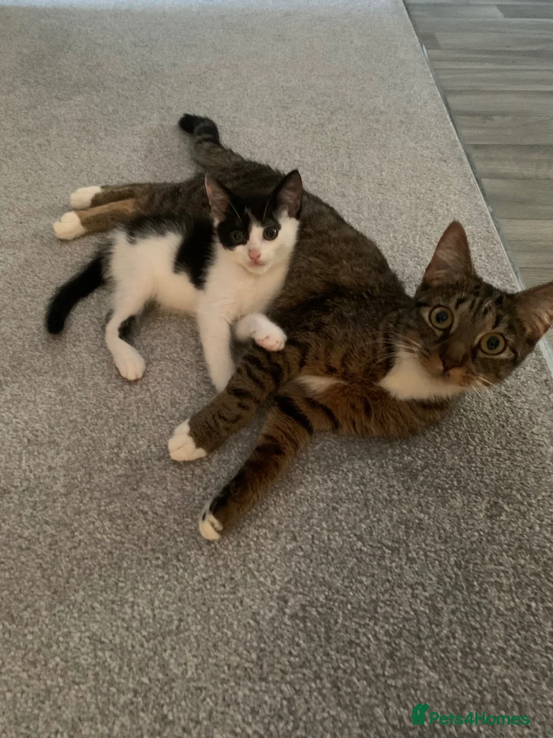 Mixed Breed cats for sale: 1 year old female cat for rehoming  in Herne Bay - Advert 4