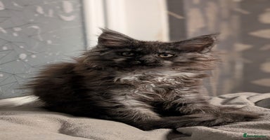 Maine Coon cats Tica registered Maine coon kittens - Advert 4
