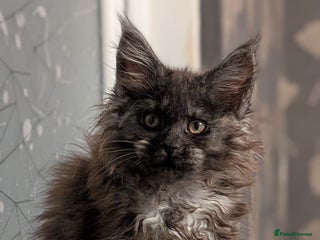 Maine Coon cats Tica registered Maine coon kittens - Advert 5