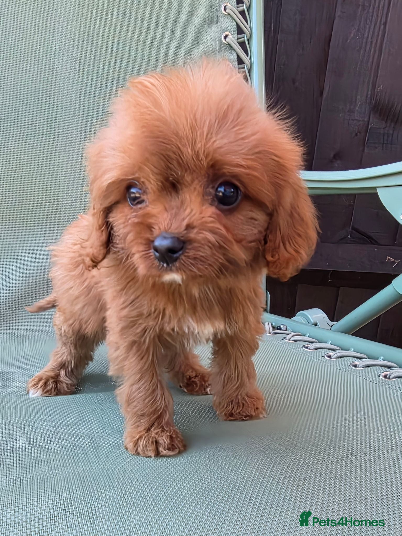 Cavapoo dogs Beautiful f1b cavapoo puppies  - Advert 6
