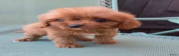 Cavapoo dogs for sale: Beautiful f1b cavapoo puppies  - Advert 1
