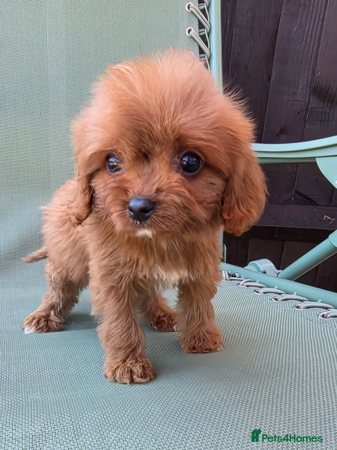 Cavapoo dogs for sale: Beautiful f1b cavapoo puppies  - Advert 1