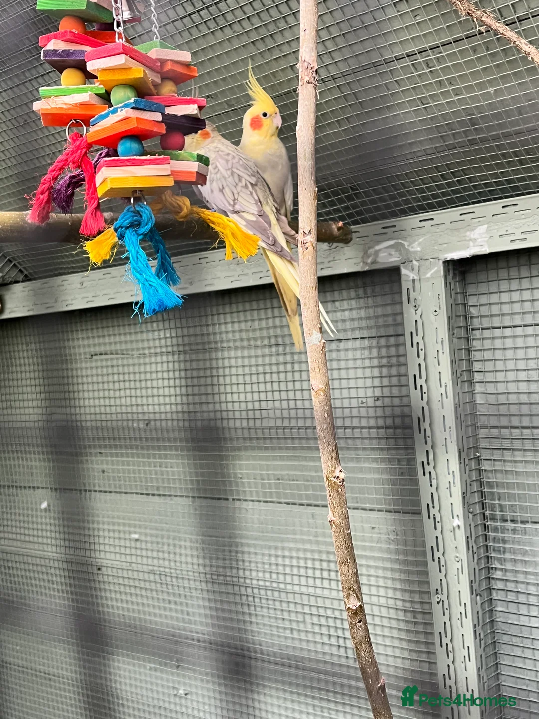 Cockatiels birds for sale: Stunning cockatiels  - Advert 7