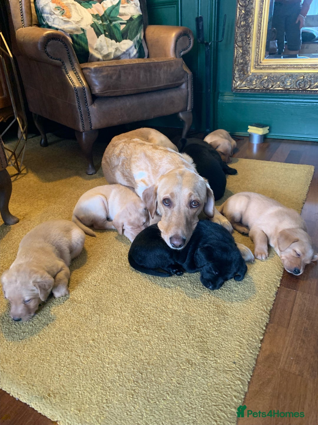 Labrador Retriever dogs for sale: Gorg KC reg labradors with amazing lineage - Advert 30