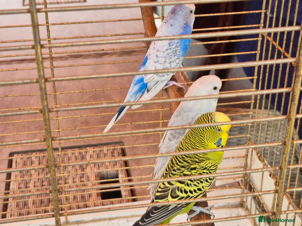 Budgerigars birds - Advert 4